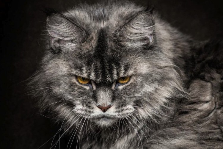 Кимрик+ Мейн кун