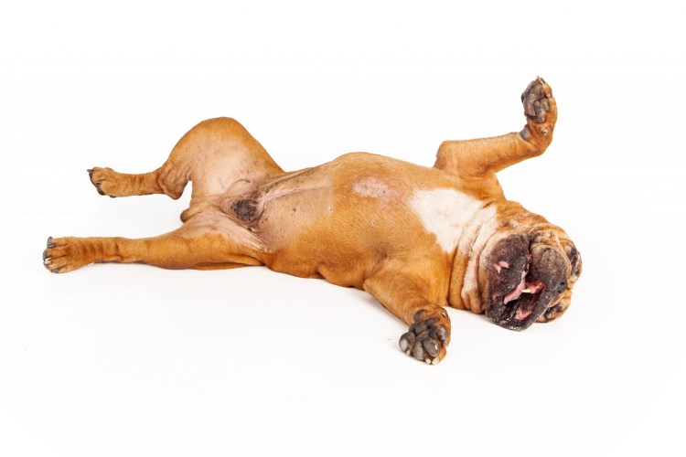 Собака кувыркается на спине