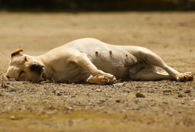 Собачка лежит на полу