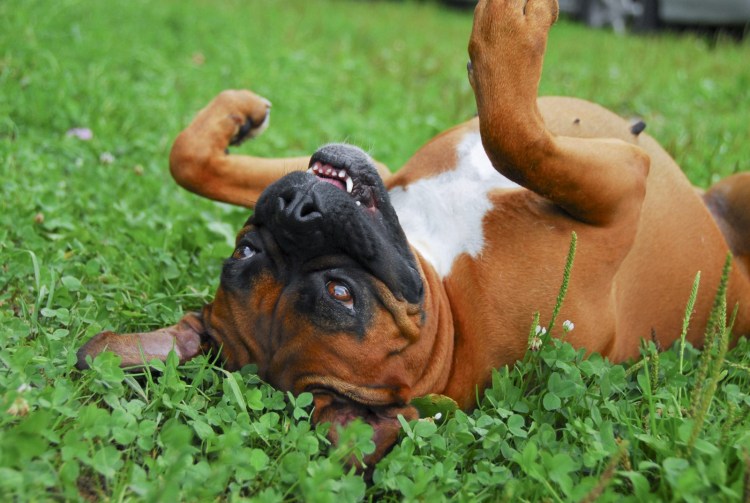 Щенок спит на спине