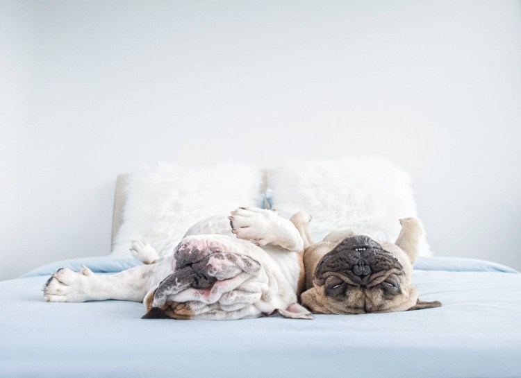 Ротвейлер валяется