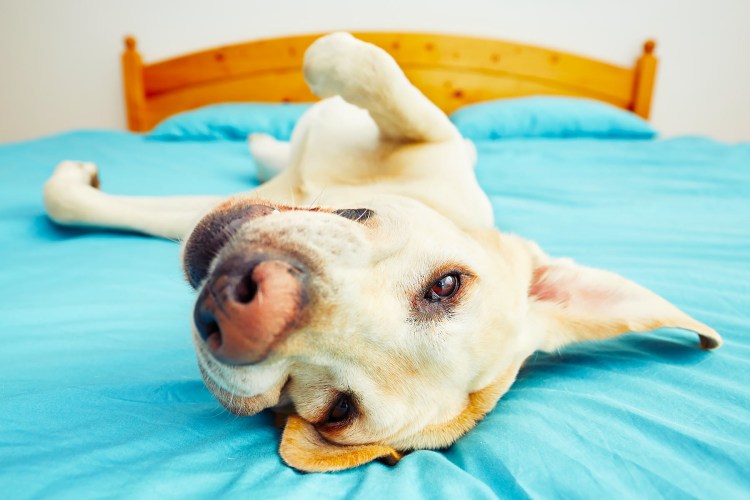 Собака лежит на солнце