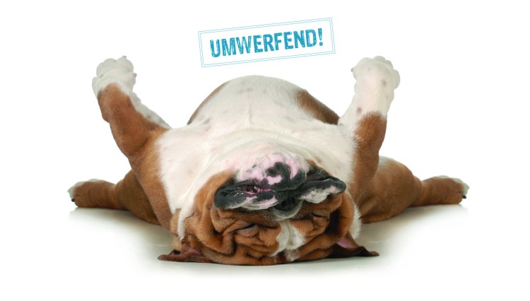 Щенок спит на спине