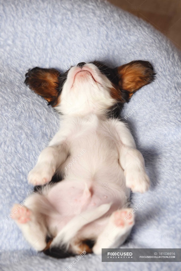 Собака валяется на спине