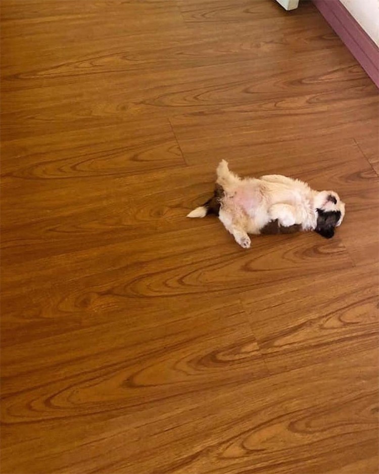 Усталая собачка