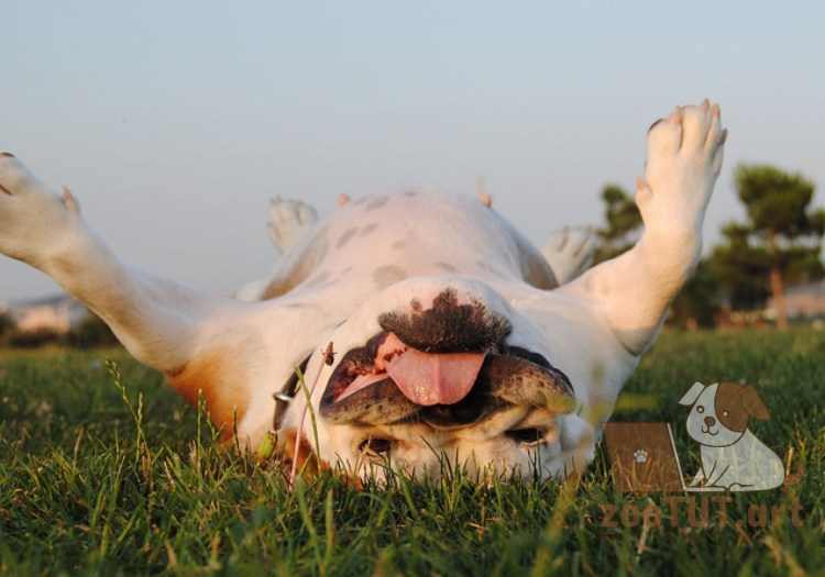 Собачка валяются на спине траве