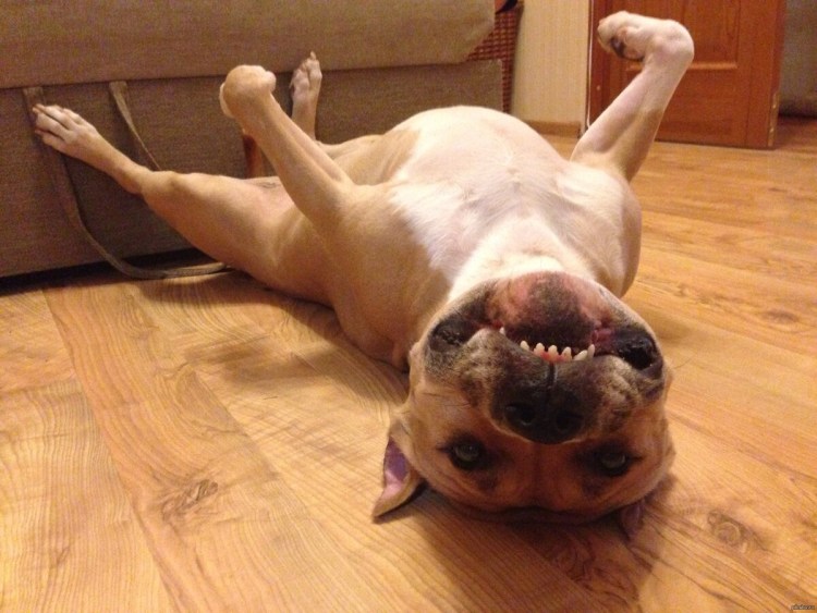 Лапы ши тцу