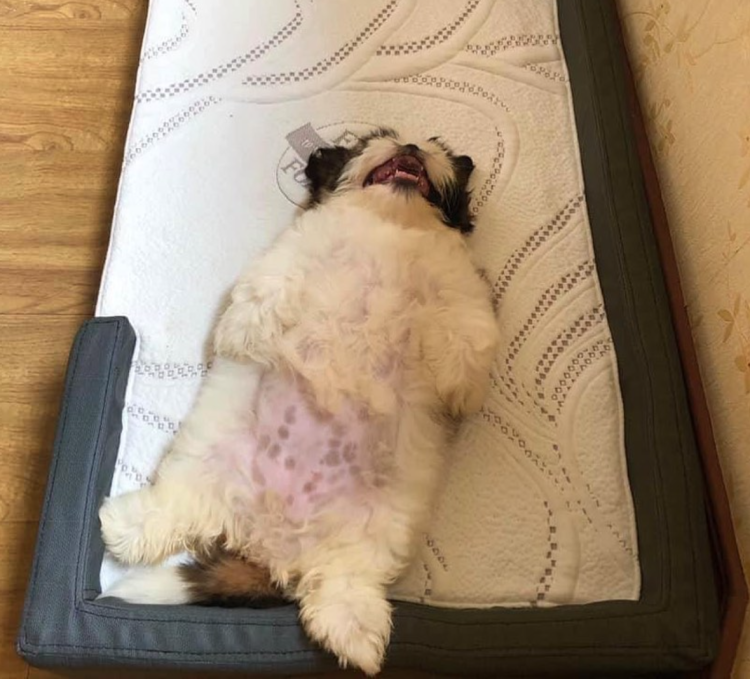 Собака лежит на спине вид сверху