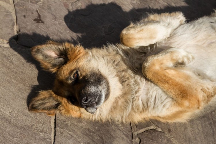 Собака валяется в траве