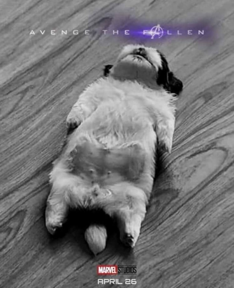 Собака валяется на спине