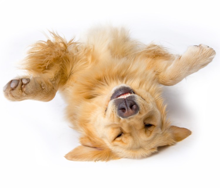 Немецкая овчарка валяется на спине