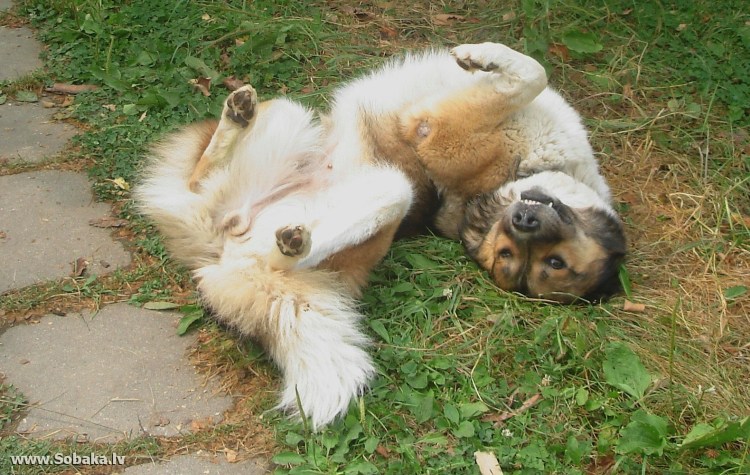 Собака валяется