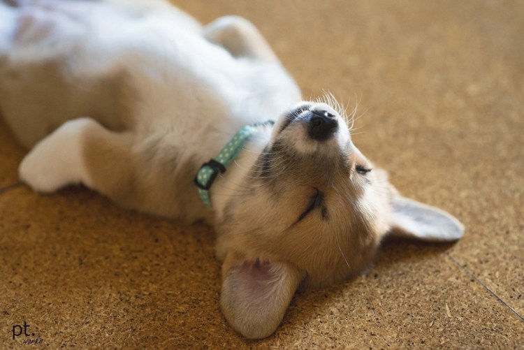 Спаниель лежит на спине