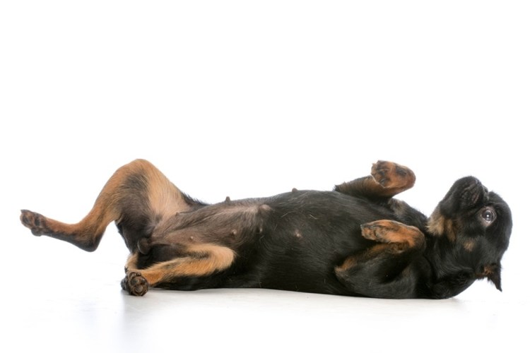 Собака валяется на спине