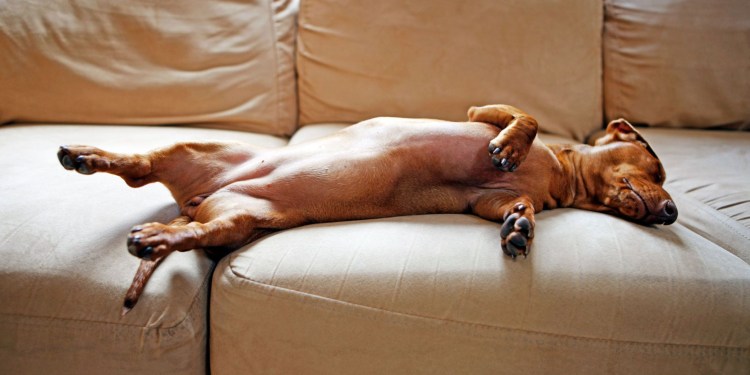 Лапа бульдога