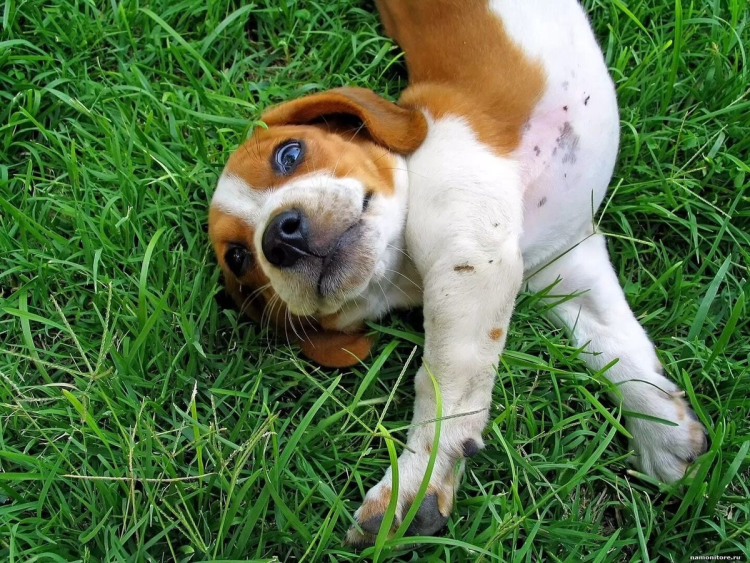 Собаки которые спят на спине