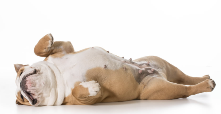 Щенок спит на спине