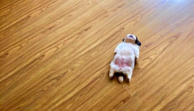 Собака лежит на спине лапы вверх