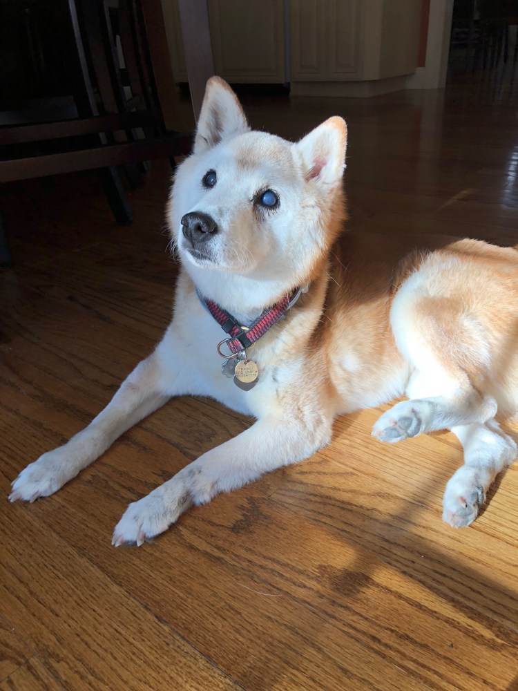 Метис сиба ину и хаски