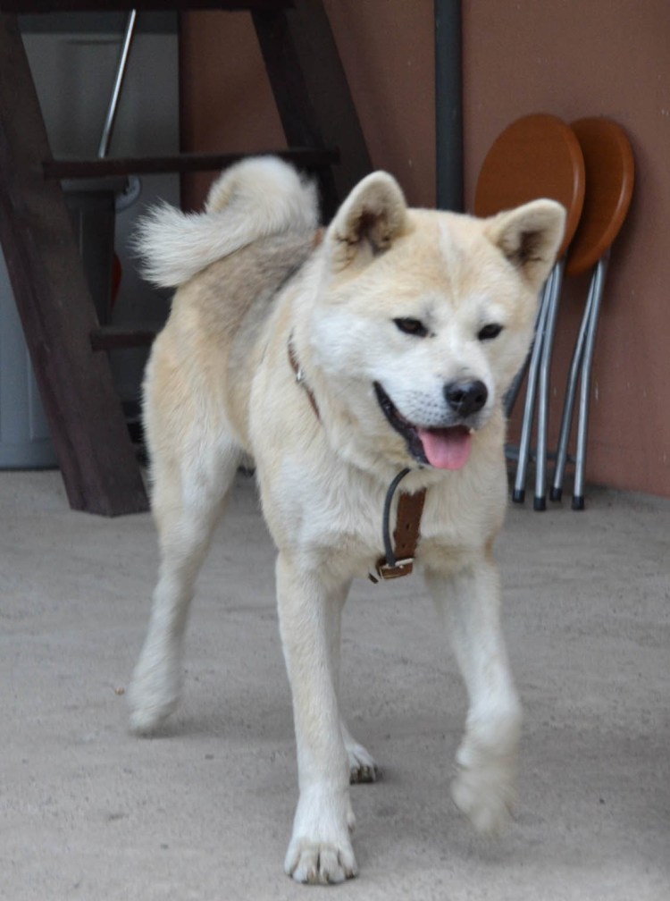 Метис Акита ину и хаски