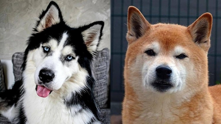 Помесь акиты и хаски