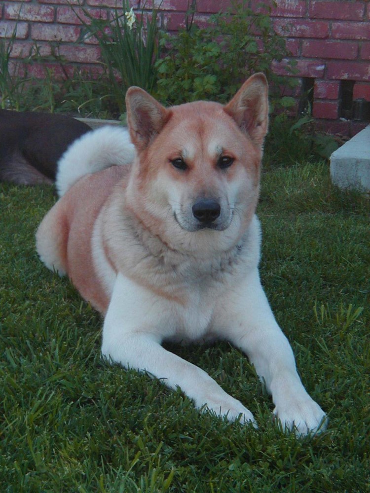 Овчарка и Акита ину