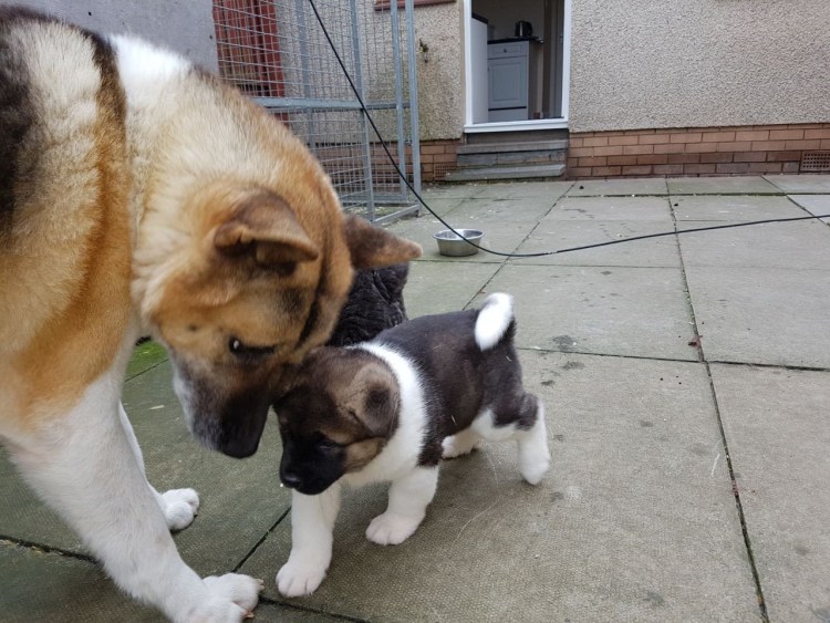 Американская Акита и алабай