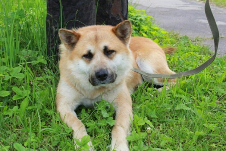 Метис Акита ину
