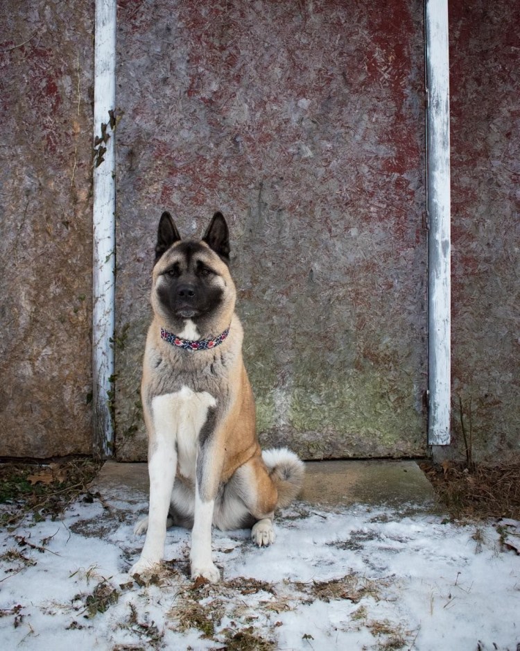 Метис хаски и американской акиты