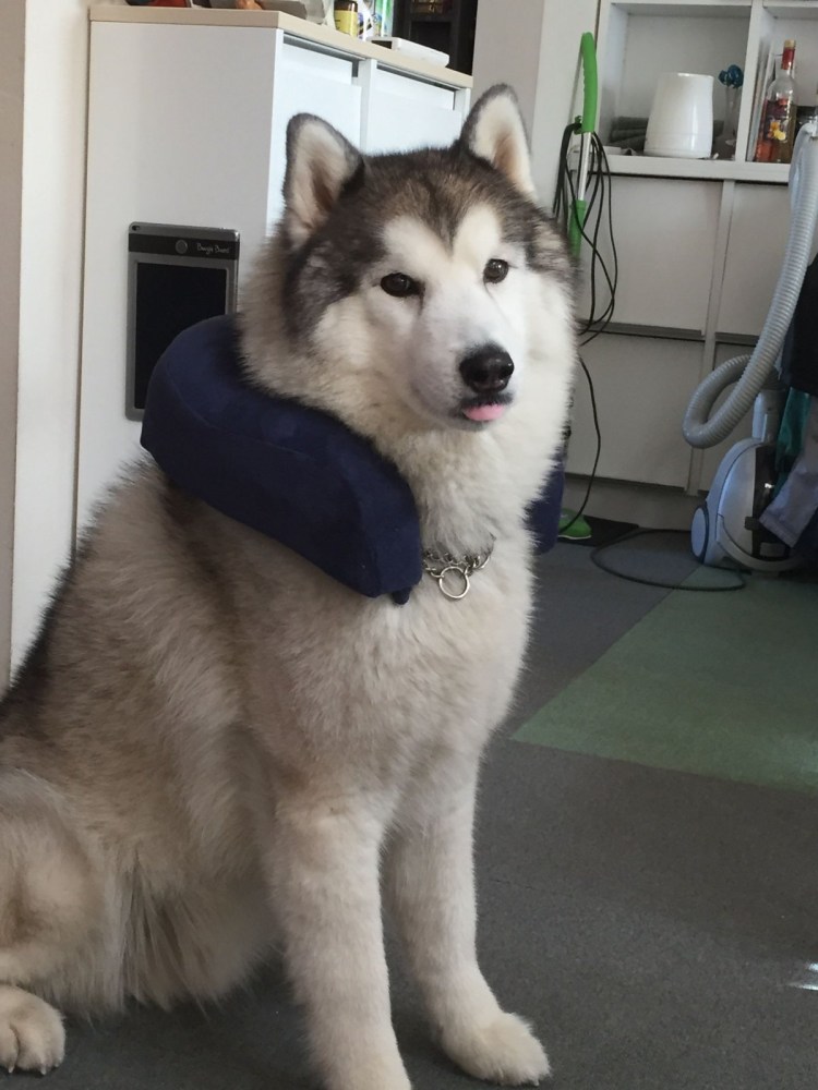 Хаски Аляскинский метис