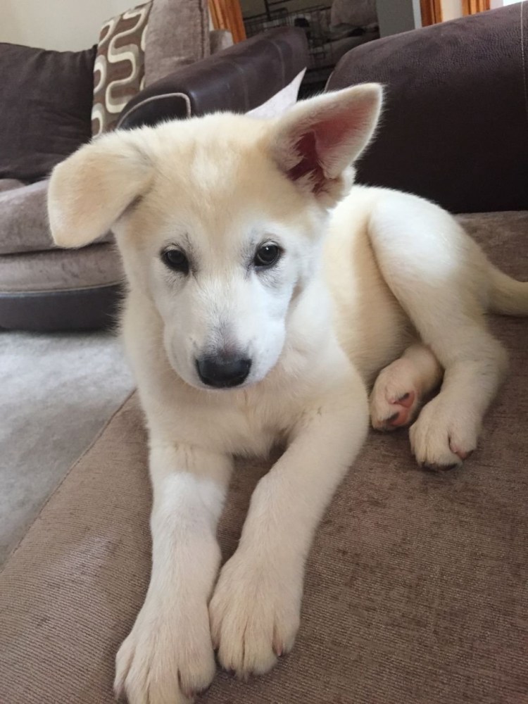 Метис лабрадора и хаски