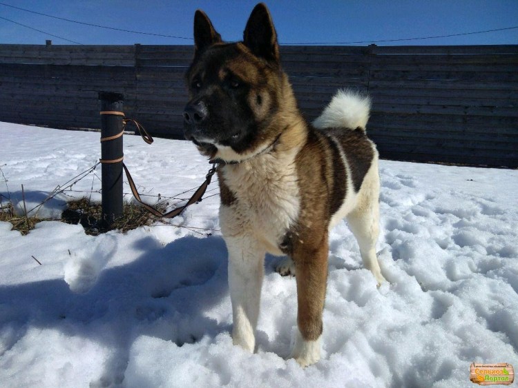 Американская Акита помесь