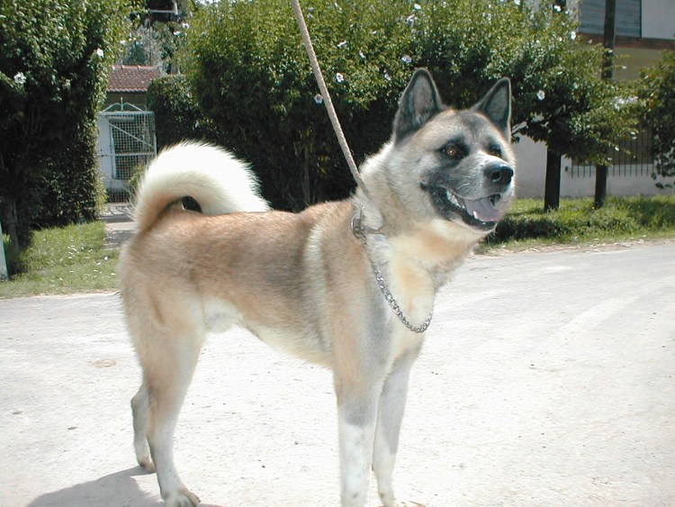 Аляскинский Акита