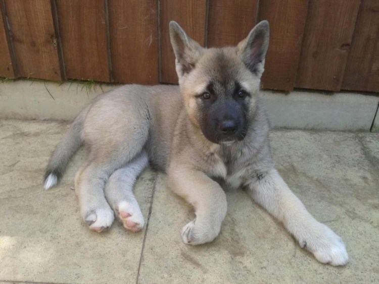 Американская Акита и хаски