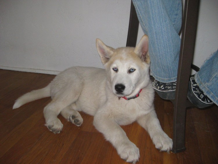 Метис акиты и лабрадора