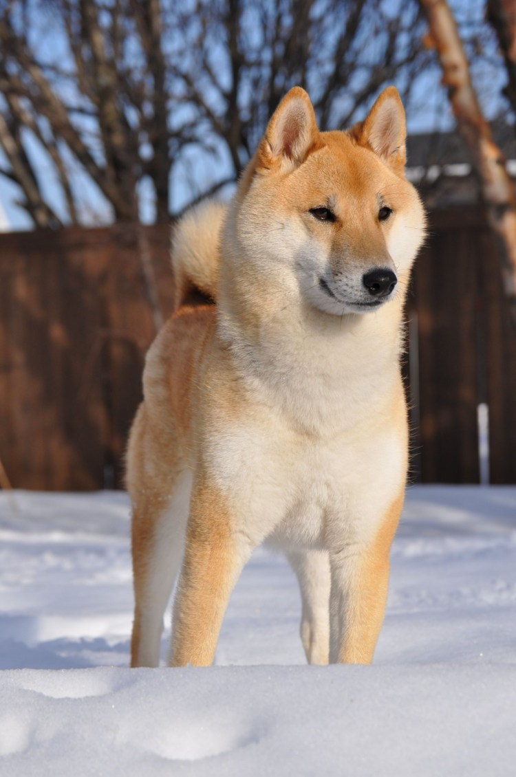 Метис Акита ину и сиба ину