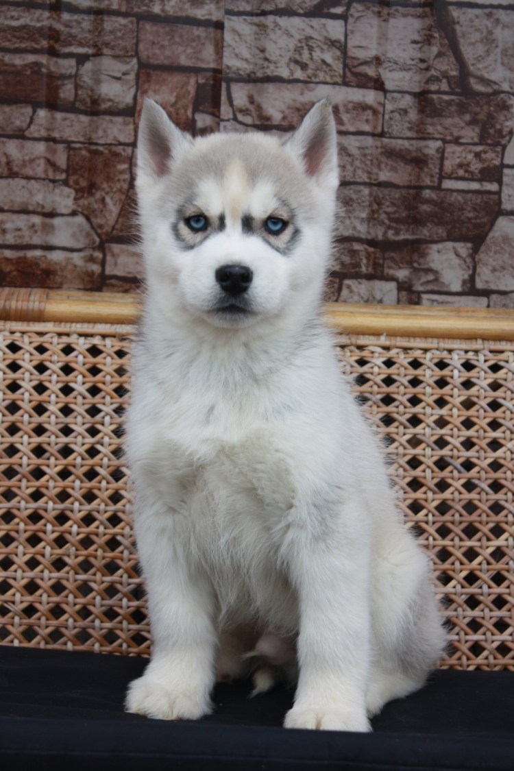 Метис хаски и акиты