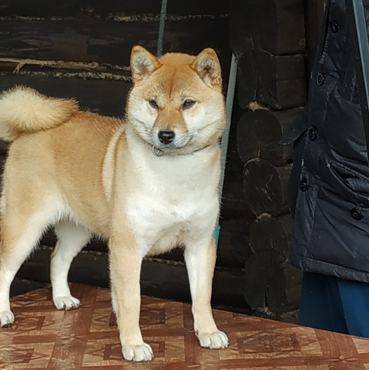 Лайка Акита ину