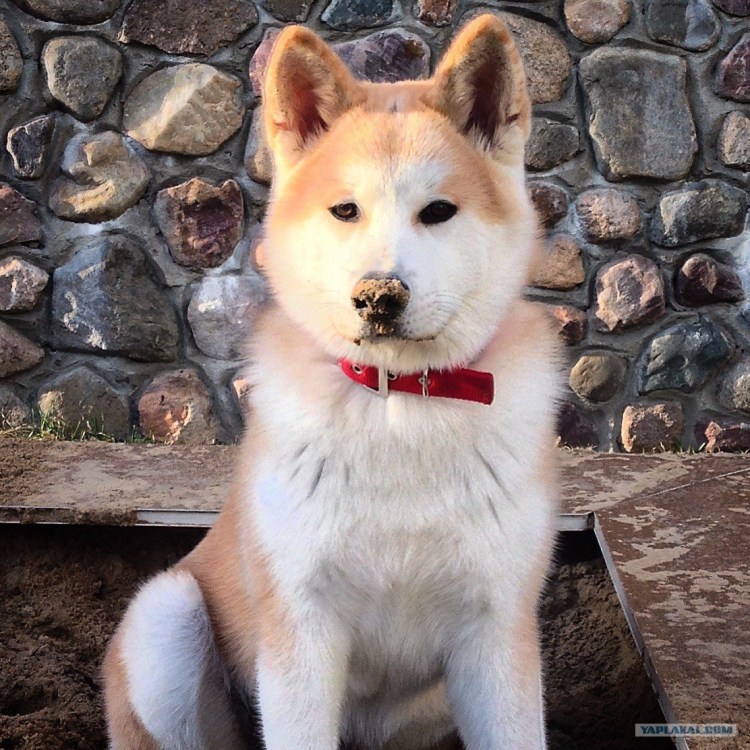 Хаски и Акита ину