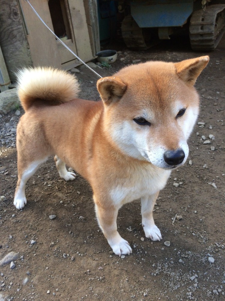 Маленький Акита ину