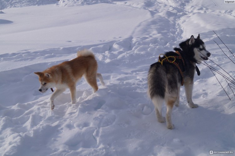 Русская борзая и Акита ину