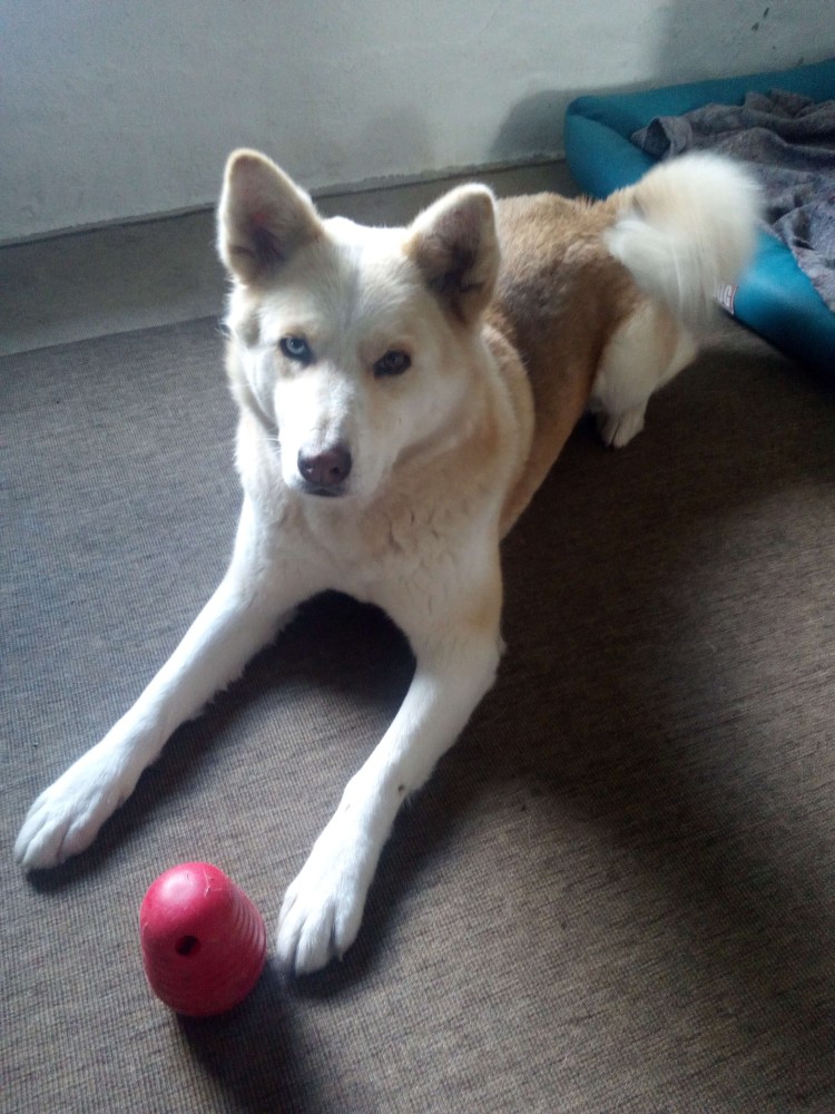 Помесь акиты и хаски