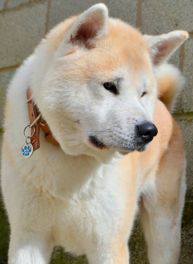 Метис Акита ину