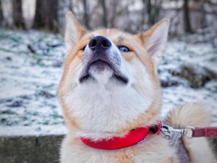 Кайоши собака