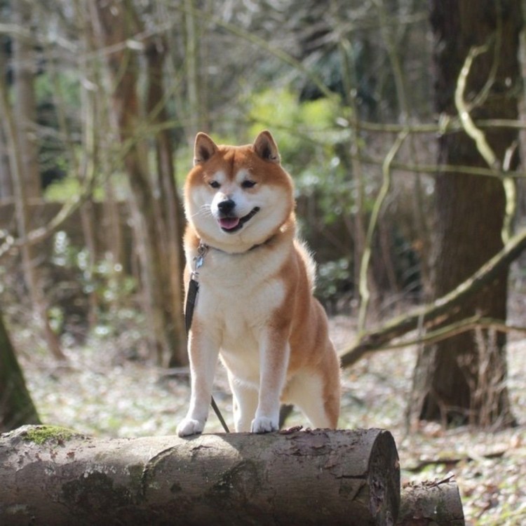 Метис Акита ину и сиба ину