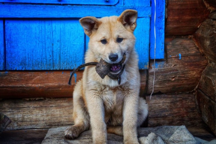 Метис акиты и овчарки