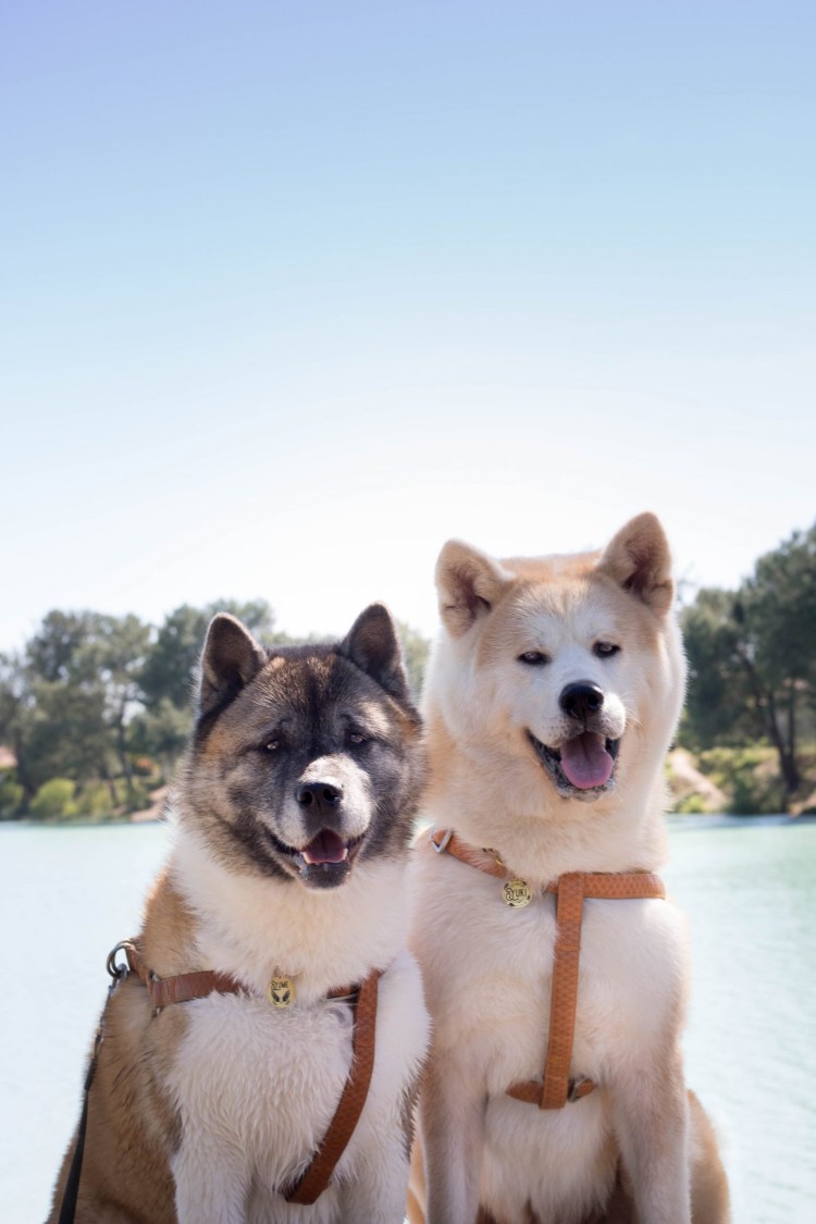 Акита и лабрадор