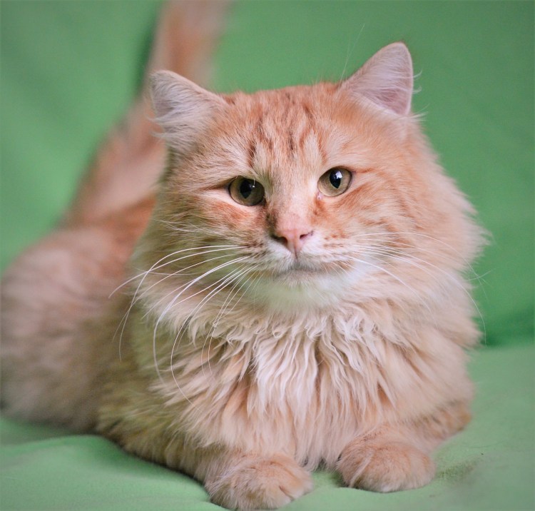 Порода метис коты рыжий