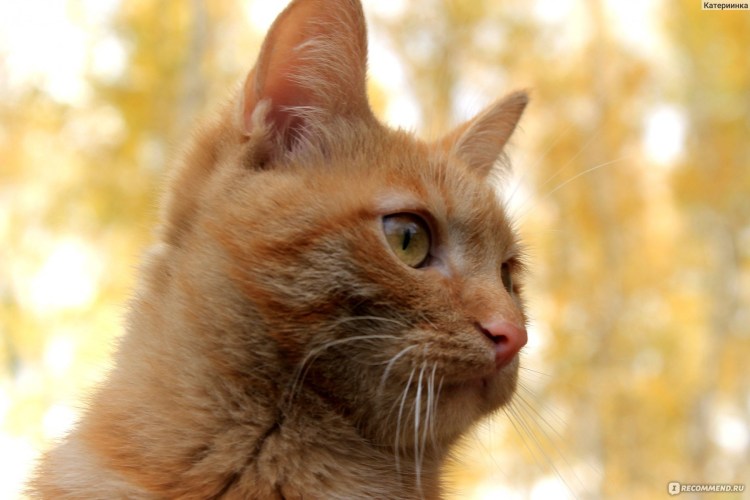 Коты рыжие Полукровки