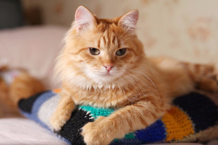 Кот метис рыжий